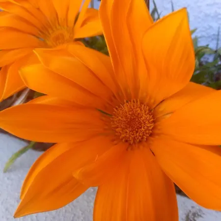 In - Casa Da Penha Ferrim Σπίτι διακοπών Σίντρα